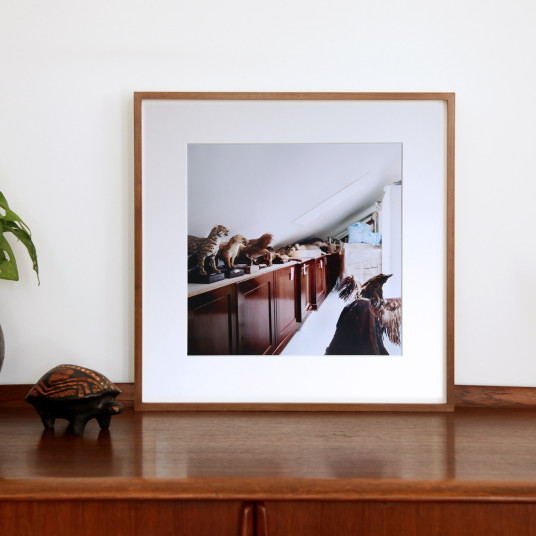 Museum für Naturkunde und Vorgeschichte Oldenburg VI